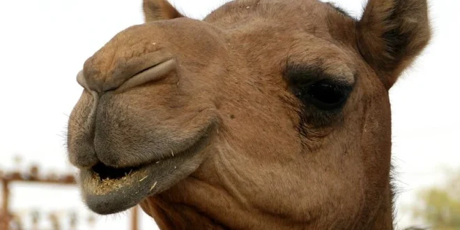 3 Hewan Peliharaan Nabi Muhammad SAW dan Ajaran Kasih Sayang