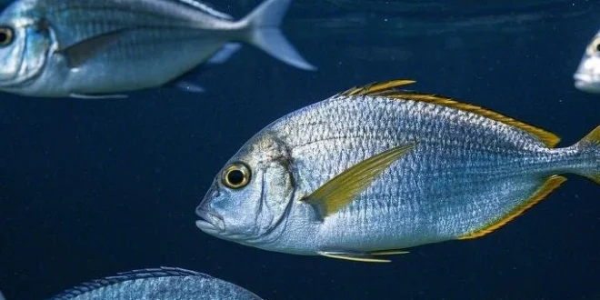 3 Ikan Favorit Berbahaya karena Merkuri Tinggi di Indonesia