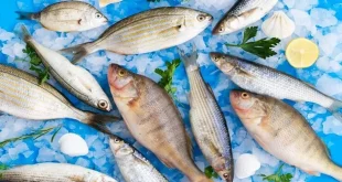 3 Ikan Sehat dan 3 Ikan yang Harus Dibatasi Konsumsinya