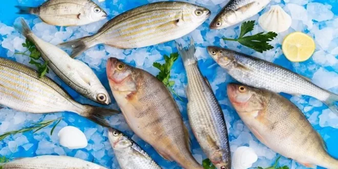 3 Ikan Sehat dan 3 Ikan yang Harus Dibatasi Konsumsinya