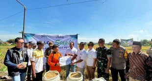 Analisis Ekspor Beras Bulog 1 Juta Ton dan Dampak Ekonomi