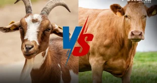 Apakah Daging Kambing dan Sapi Aman untuk Tekanan Darah?