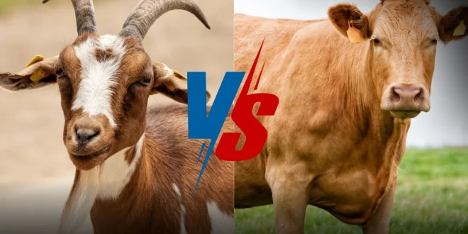 Apakah Daging Kambing dan Sapi Aman untuk Tekanan Darah?