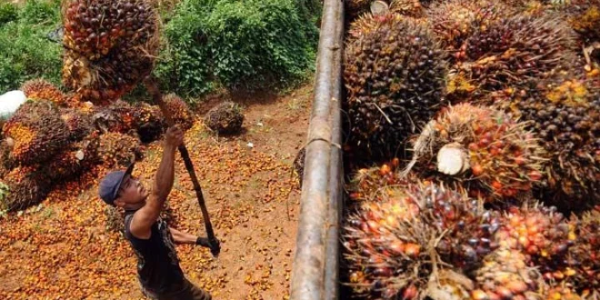 Asosiasi Petani Minta Kajian Ulang Larangan Sawit Jabar 2025