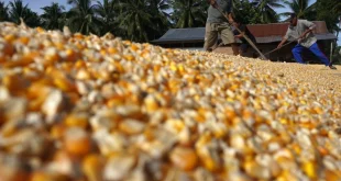 Bulog Mulai Ekspor Beras dan Jagung, Kunci Ketahanan Pangan Nasional