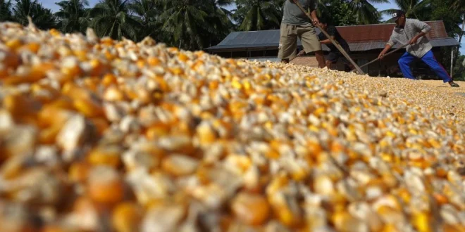 Bulog Mulai Ekspor Beras dan Jagung, Kunci Ketahanan Pangan Nasional