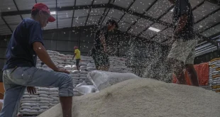 Cadangan Beras Bulog 3,25 Juta Ton Jaga Stabilitas Harga