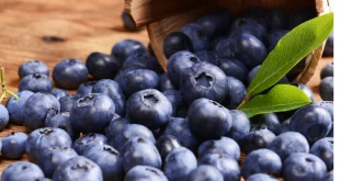 Cokelat Hitam vs Blueberry: Mana Superfood Antioksidan Terbaik?