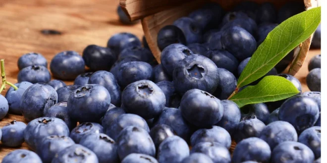 Cokelat Hitam vs Blueberry: Mana Superfood Antioksidan Terbaik?