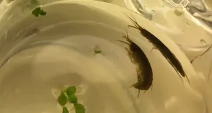 Dampak Mikroplastik pada Hewan Kecil dan Solusi Inovatif