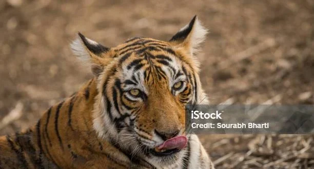 Delcy Rodriguez Jadi Presiden Interim Venezuela Setelah Penangkapan Maduro