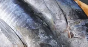 Ikan Lokal RI Kalahkan Salmon dalam Kandungan Omega-3