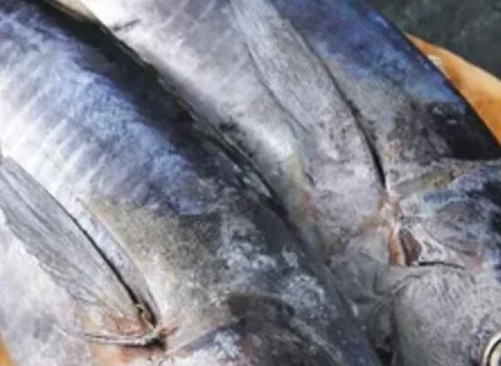 Ikan Lokal RI Kalahkan Salmon dalam Kandungan Omega-3